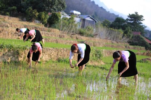 Nỗ lực để có một vụ đông xuân thắng lợi
