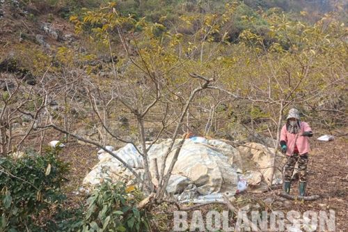 Chi Lăng: Khô hạn kéo dài, người dân 'bất lực' nhìn na chết