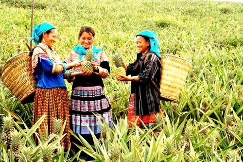 Trở lại Bản Lầu xanh tươi