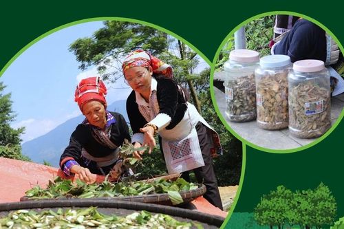 Giữ nghề làm thuốc nam của người Dao đỏ