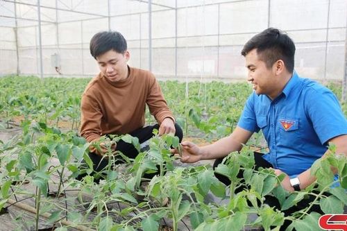 Tuổi trẻ Mộc Châu khởi nghiệp, lập nghiệp