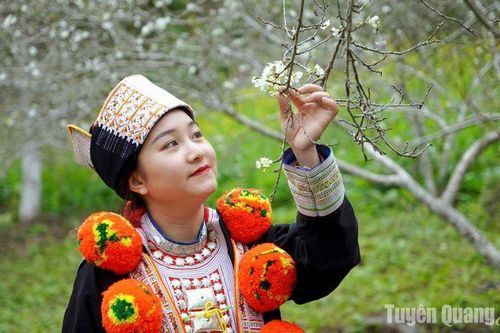 Mùa hoa mận, hoa cải Nà Lạ