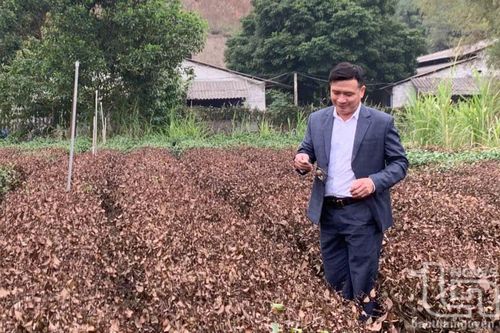 Thời tiết khắc nghiệt, người trồng chè gặp khó