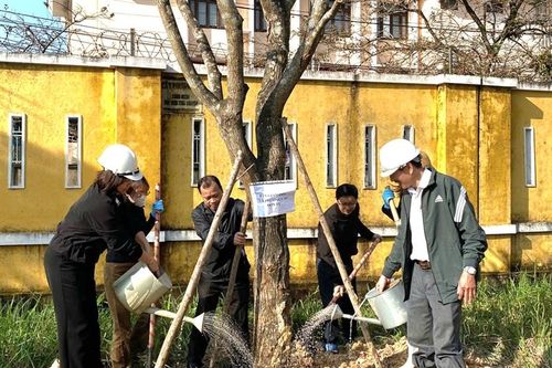 Đại học Huế tổ chức Tết trồng cây