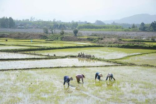Mùi mạ non