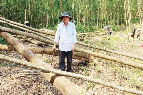 Hội Cựu chiến binh thị xã Hương Thủy: Nhiều mô hình kinh tế hiệu quả