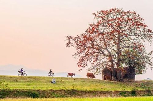 Bắc Giang: Cây gạo xã Lãng Sơn được vinh danh Cây di sản Việt Nam