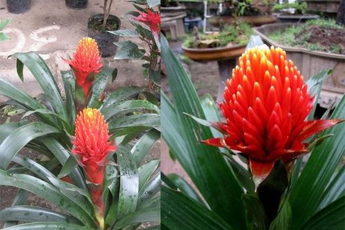Đây là cách chọn cây phong thủy hợp mệnh với 12 con giáp mang lại may mắn, tài lộc và sức khỏe