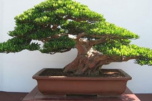 Cách trồng cây tùng trước nhà giúp xua đuổi tà khí và thanh lọc không khí