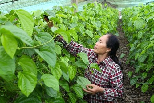 Về Nghệ An xem cây... 'đếm lá, tính tiền'