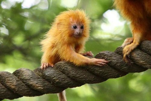 Điểm tên những loài động vật được 'hồi sinh' từ nguy cơ tuyệt chủng