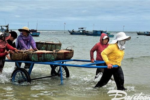 Ngư dân Quảng Ngãi trúng đậm vụ ruốc đầu năm