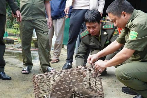 'Hầu vương' sập bẫy sau khoảng 5 tháng quấy phá khu dân cư
