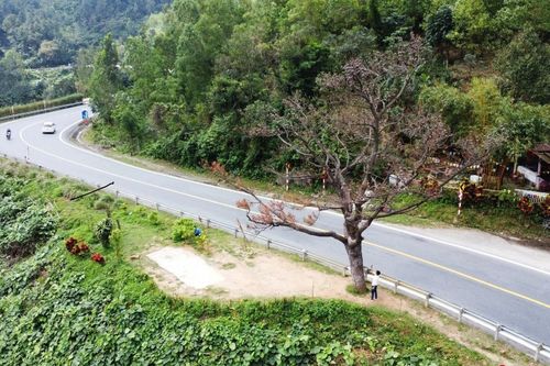 Cây thông 'cô đơn' trên đèo Hải Vân đã chết khô