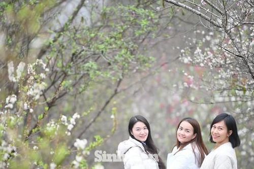 Check-in 'thiên đường' trắng hồng giữa núi rừng Đông Bắc