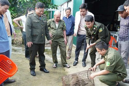 Bẫy bắt cá thể khỉ vào khu dân cư 'quậy phá'