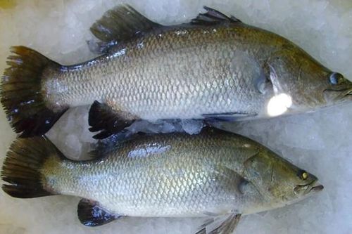 Bất ngờ loại cá 'tốt hơn cá hồi', chỉ từ 85.000 đồng/kg