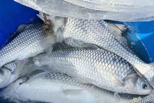 Nhân giống cá đặc sản trên sông Mekong