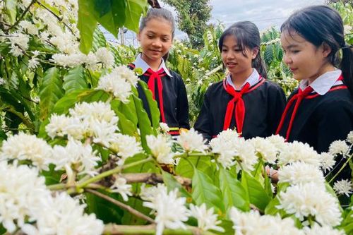 Mê mẩn mùa hoa cà phê ở Tây Nguyên, phủ trắng vùng đất đỏ bazan