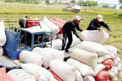 Mổ xẻ tình hình giá gạo 'chạm đáy' ngay đầu năm