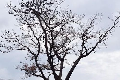 Cây thông 'cô đơn' nổi tiếng trên đèo Hải Vân chết khô