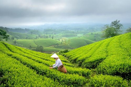 Tin tức kinh tế ngày 18/2: Hoa Kỳ tăng nhập khẩu chè từ Việt Nam