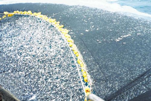 Bài mẫu viết thư UPU lần thứ 54: Khi đại dương bị khai thác quá mức