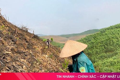 Nông dân Vũ Quang bám đồi 'phủ xanh' các diện tích keo