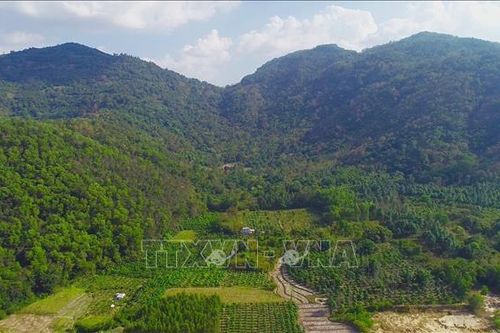 Triển khai ngay giải pháp phòng, chống cháy rừng mùa khô