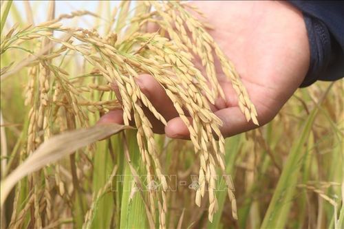 Giá lúa Đông Xuân giảm nhưng nông dân vẫn lãi