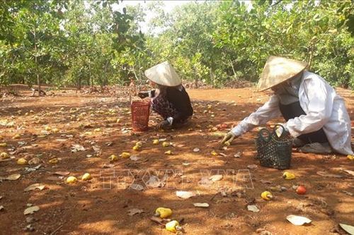 Nhiều nhà vườn ở 'thủ phủ điều' đối mặt với nguy cơ mất mùa