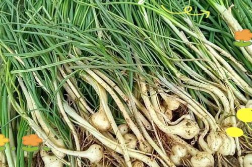 Cỏ dại ven đường bỗng hóa 'mỏ vàng', có thể ăn sống, người Việt ai cũng biết