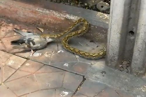 CLIP: Trăn liều lĩnh, đoạt mạng chim bồ câu ngay giữa đường phố