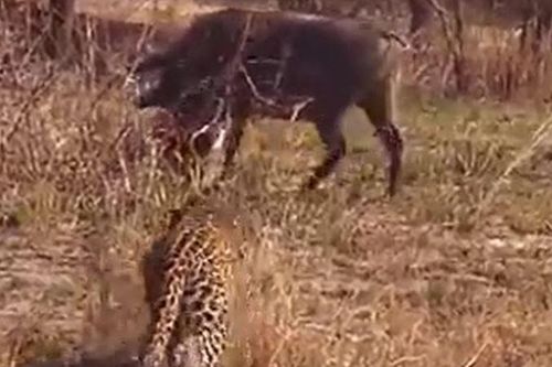 CLIP: Báo hoa mai chơi trò 'trốn tìm' với lợn bướu và cái kết khiến người xem phì cười