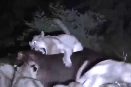 CLIP: 15 con sư tử rủ nhau đi săn hà mã và cái kết đầy đau đớn cho kẻ đi săn