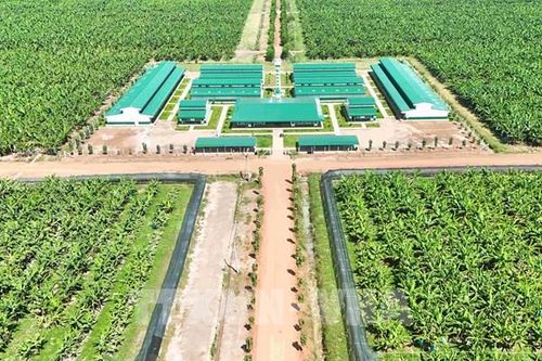 Doanh nghiệp Việt Nam đầu tư dự án nông nghiệp công nghệ cao quy mô lớn tại Campuchia