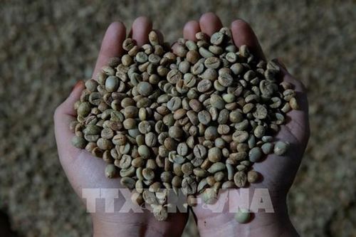Cà phê đang trở nên 'đắng' hơn với người Đức