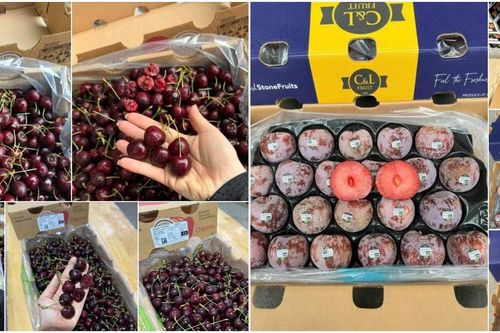 Trái cây nhập khẩu giá rẻ tràn ngập thị trường, cherry Chile giá chỉ hơn 100.000 đồng/kg