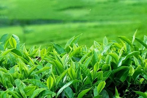 Hoa Kỳ tăng nhập khẩu chè từ Việt Nam