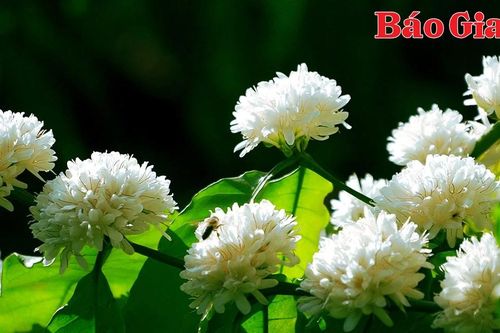 Mãn nhãn hoa cà phê trắng muốt sườn đồi