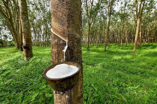 Giá cao su xuất khẩu tăng gần 32%