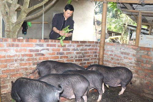 Chủ tịch Hội nông dân làm kinh tế giỏi