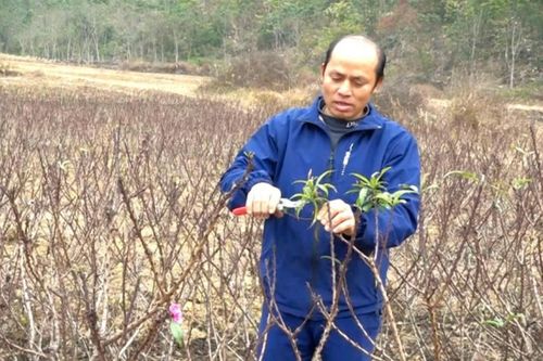 Ông Luân làm giàu từ trồng đào cảnh