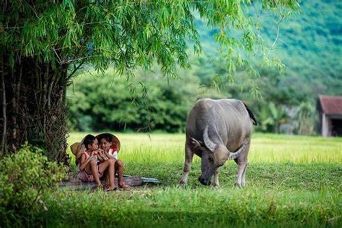 Giữa quê lòng lại nhớ quê