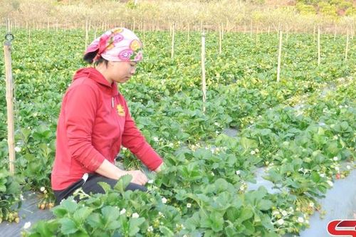 Yên Châu vào vụ thu hoạch dâu tây