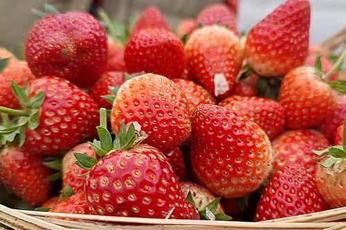 Mùa dâu chín đỏ ở Bản Bung