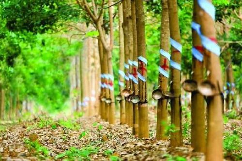 Lợi nhuận ngành cao su năm 2024: Sự phân hóa giữa hai thái cực