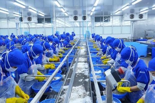 Thủy sản Thuận Phước (THP) lên kế hoạch kinh doanh thận trọng cho năm 2025