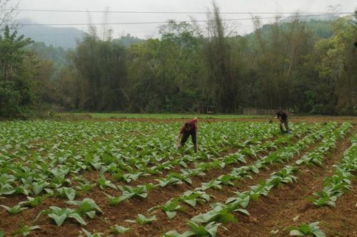 Nguyên Bình gieo trồng hơn 656 ha cây trồng vụ đông - xuân