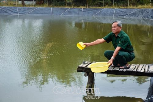 Cựu chiến binh nuôi cá kèo hiệu quả